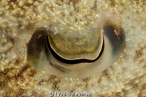 Eye of Cuttlefish (no crop)
60mm macro lens, +10 SubSee by Iyad Suleyman 